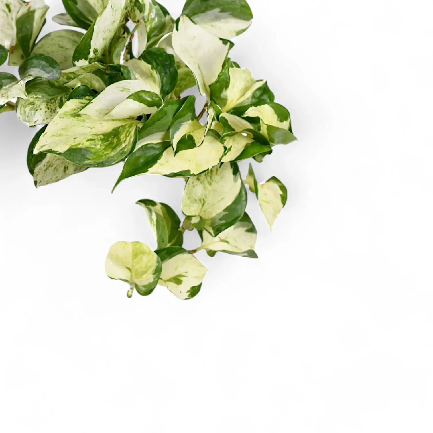 Nahaufnahme von Epipremnum aureum 'Happy Leaf' ('Manjula') vor weiĂźem Hintergrund.