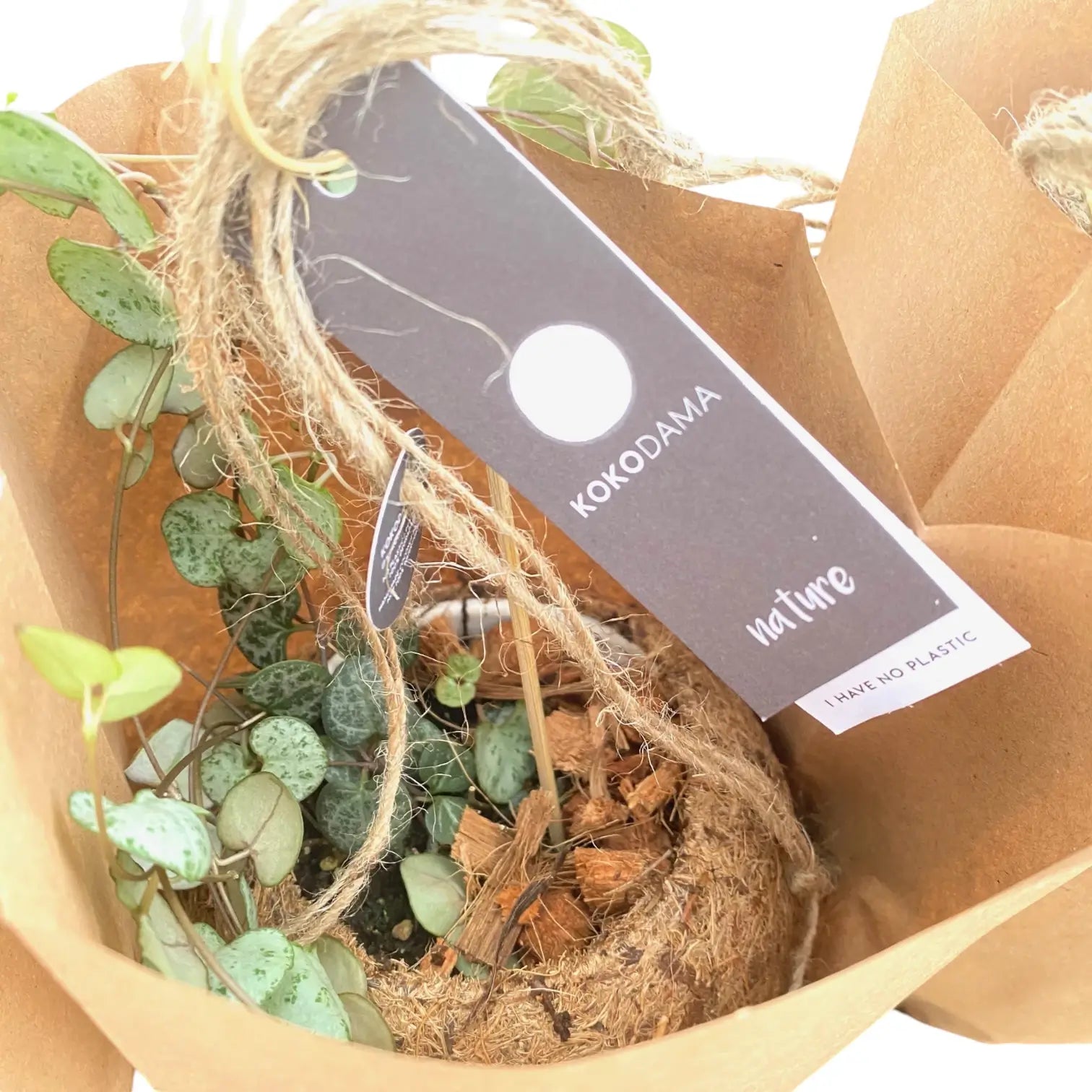 Ceropegia woodii in Kokodama potted houseplant in nursery pot on white background, product photo 2.