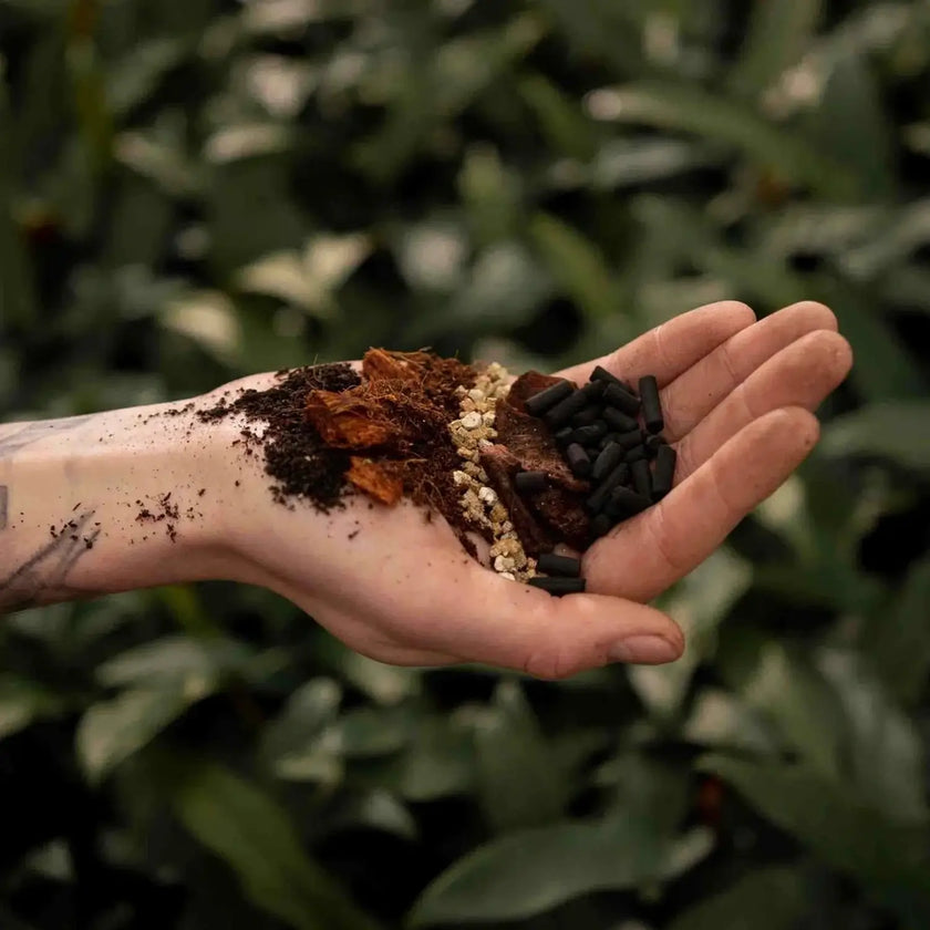 Alocasia Potting Mix on white background, product photo 2.