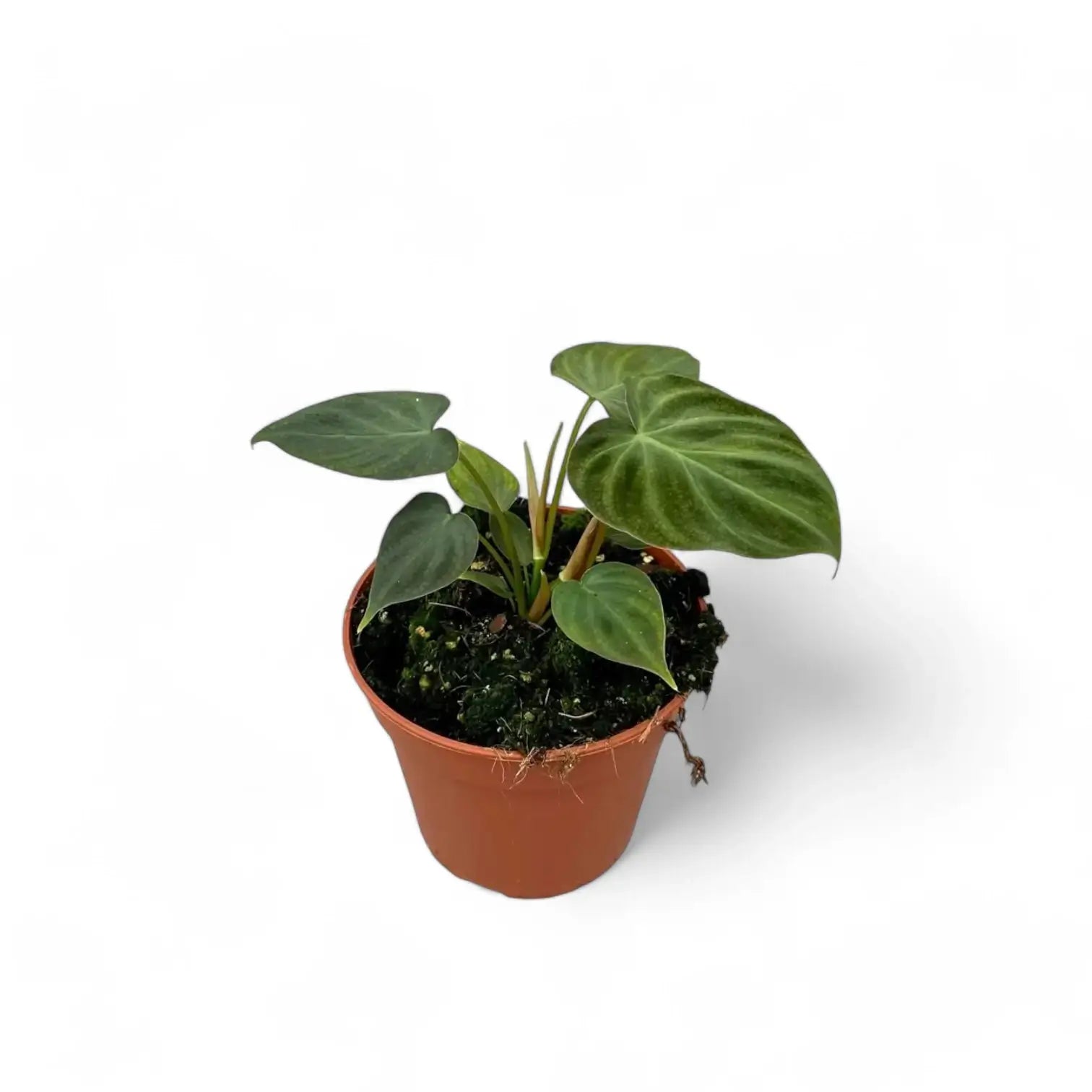 Philodendron verrucosum – Topfpflanze im Kulturtopf vor weißem Hintergrund, Produktfoto 5.