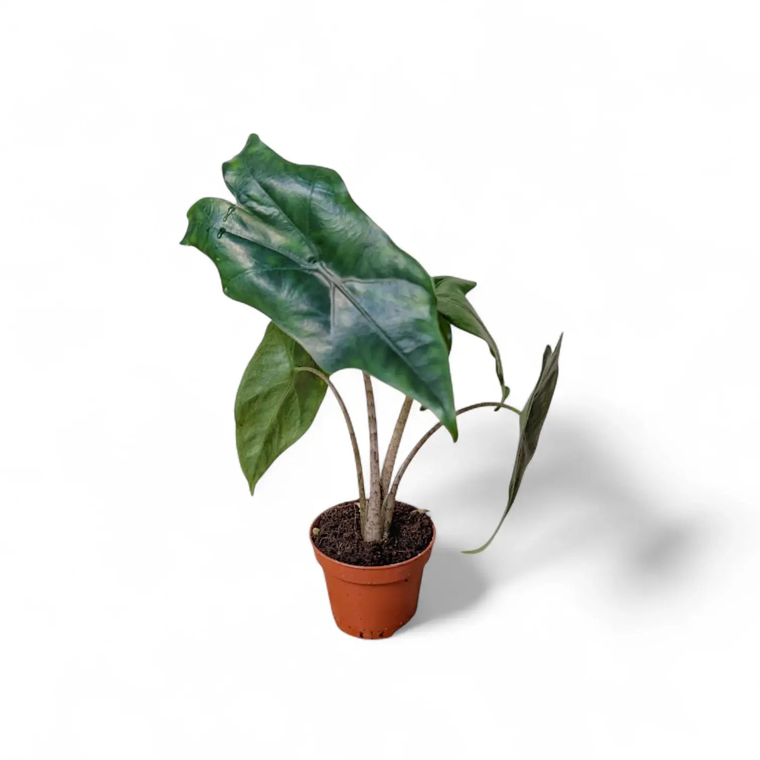 Alocasia nycteris 'Batwing' – Topfpflanze im Kulturtopf vor weißem Hintergrund, Produktfoto 6.