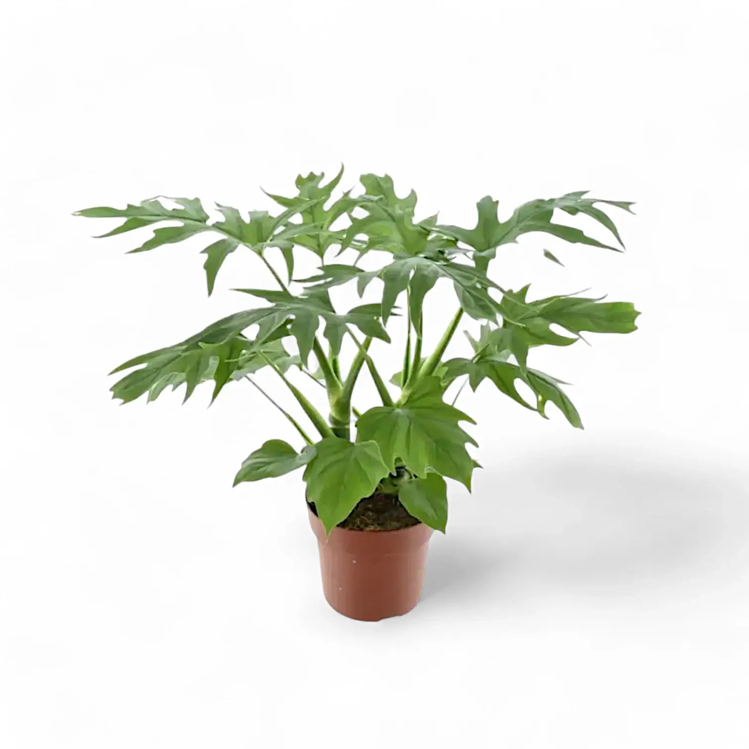 Philodendron warszewiczii – Topfpflanze im Kulturtopf vor weißem Hintergrund, Produktfoto 3.