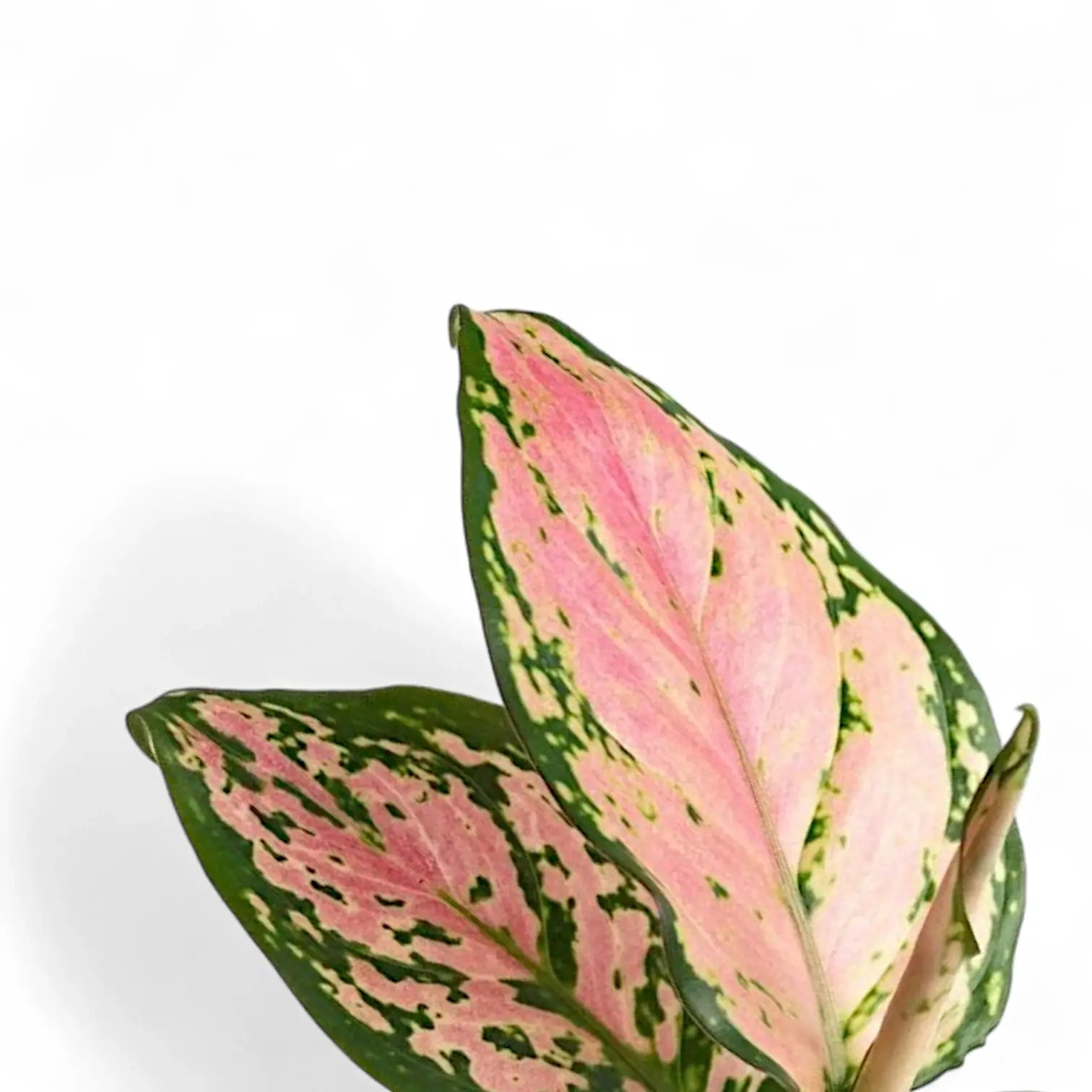 Nahaufnahme eines Blatts von Aglaonema 'Pink Princess' vor weiĂźem Hintergrund.