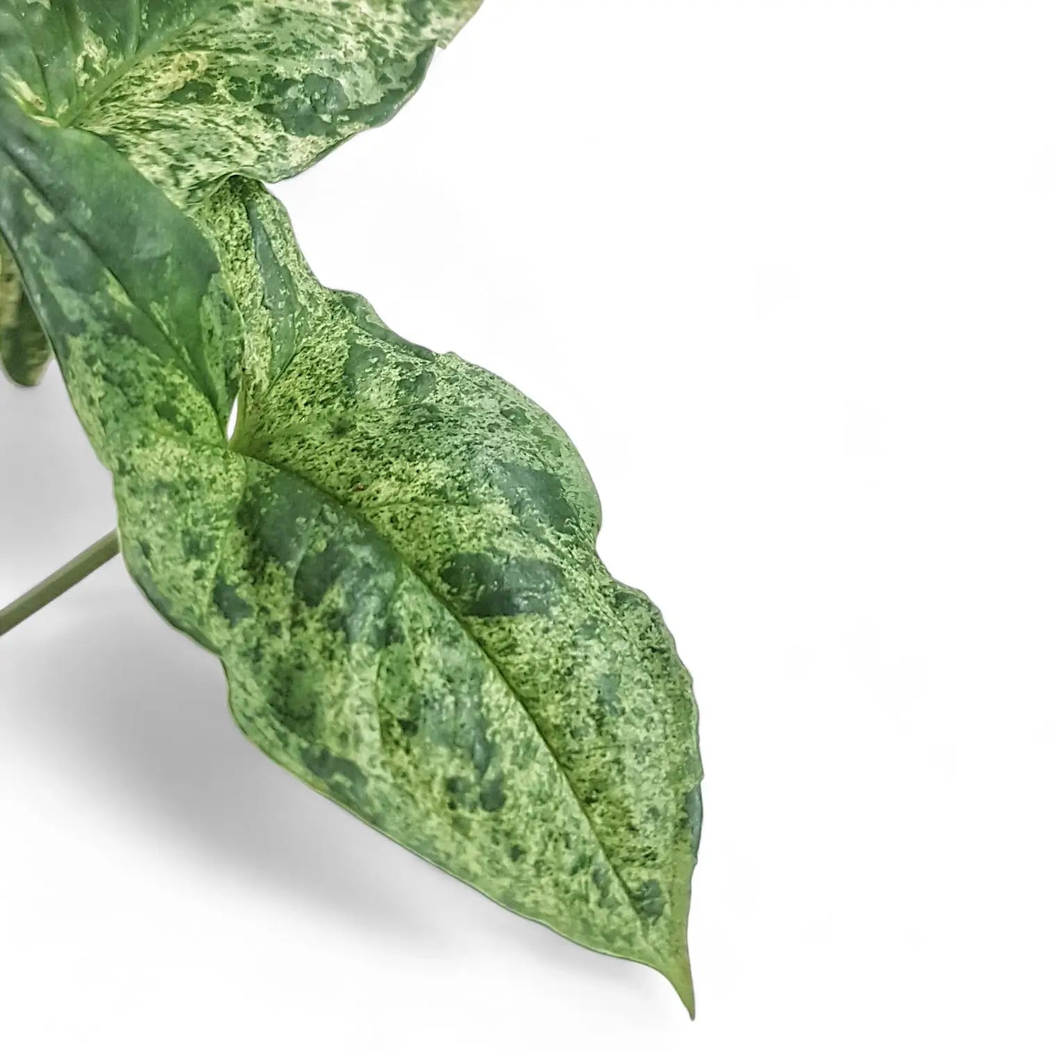 Syngonium podophyllum 'Mottled' – Zimmerpflanze im Kulturtopf auf weißem Hintergrund, Produktfoto 2.