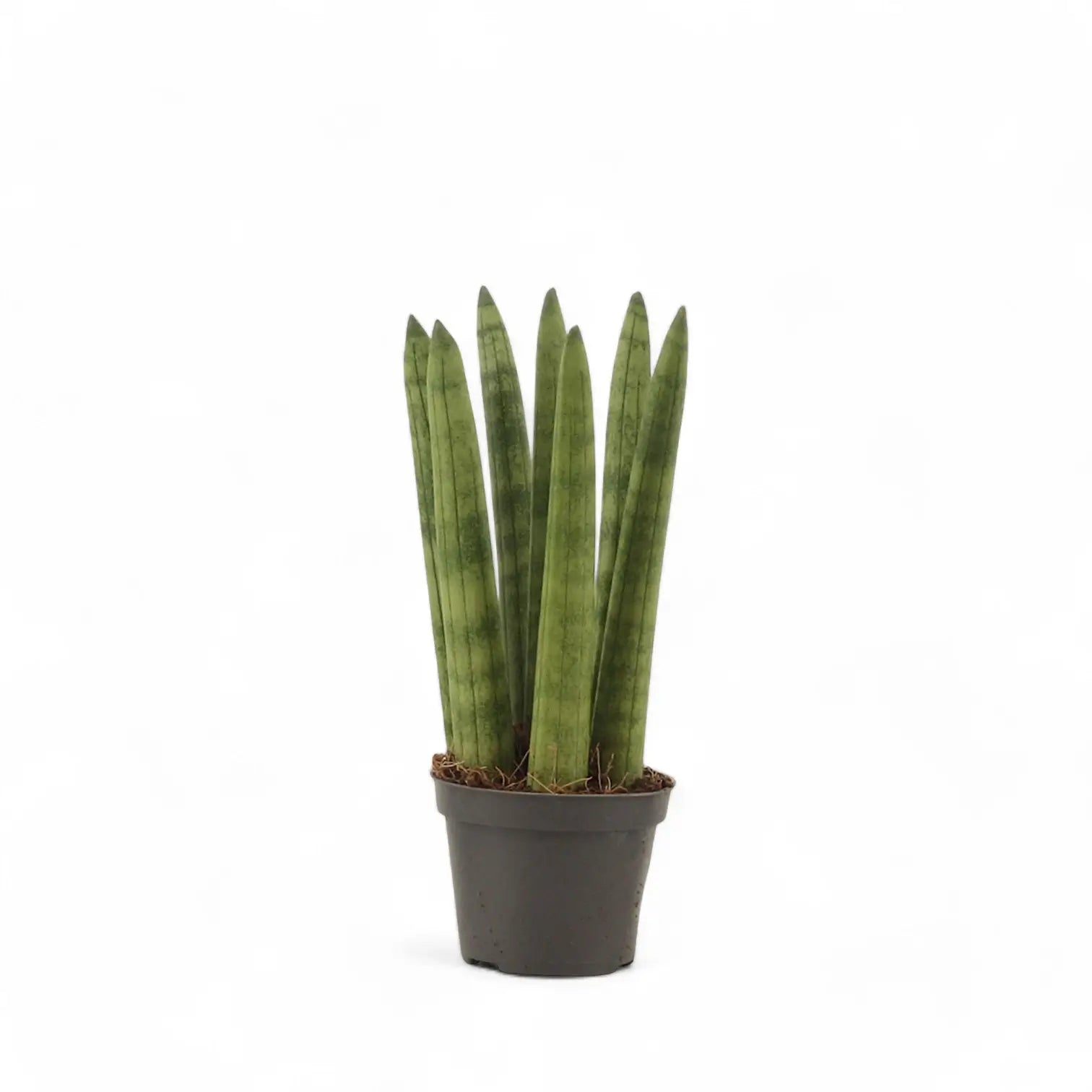 Dracaena angolensis (Sansevieria cylindrica) 'Straight' potted houseplant in nursery pot on white background, product photo 2.