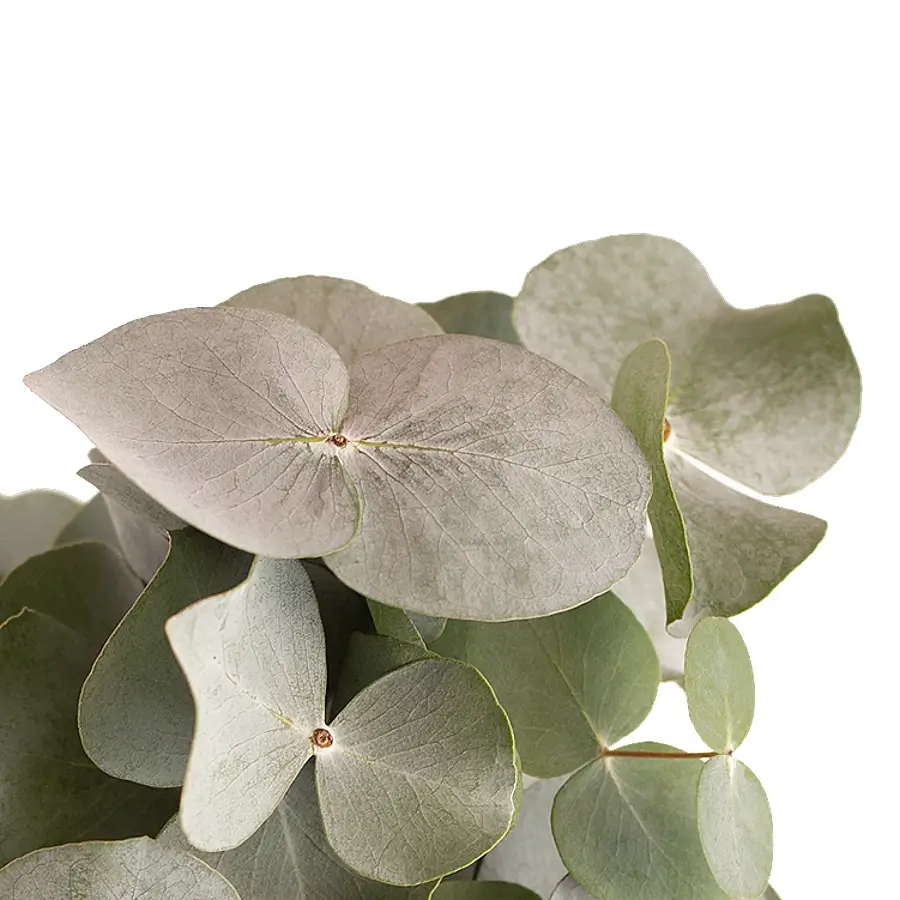 Eucalyptus gunnii leaf close-up on white background.