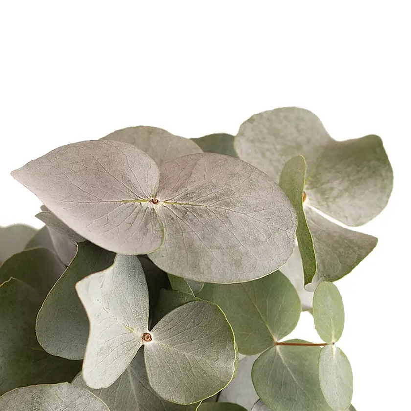 Nahaufnahme eines Blatts von Eucalyptus gunnii vor weiĂem Hintergrund.