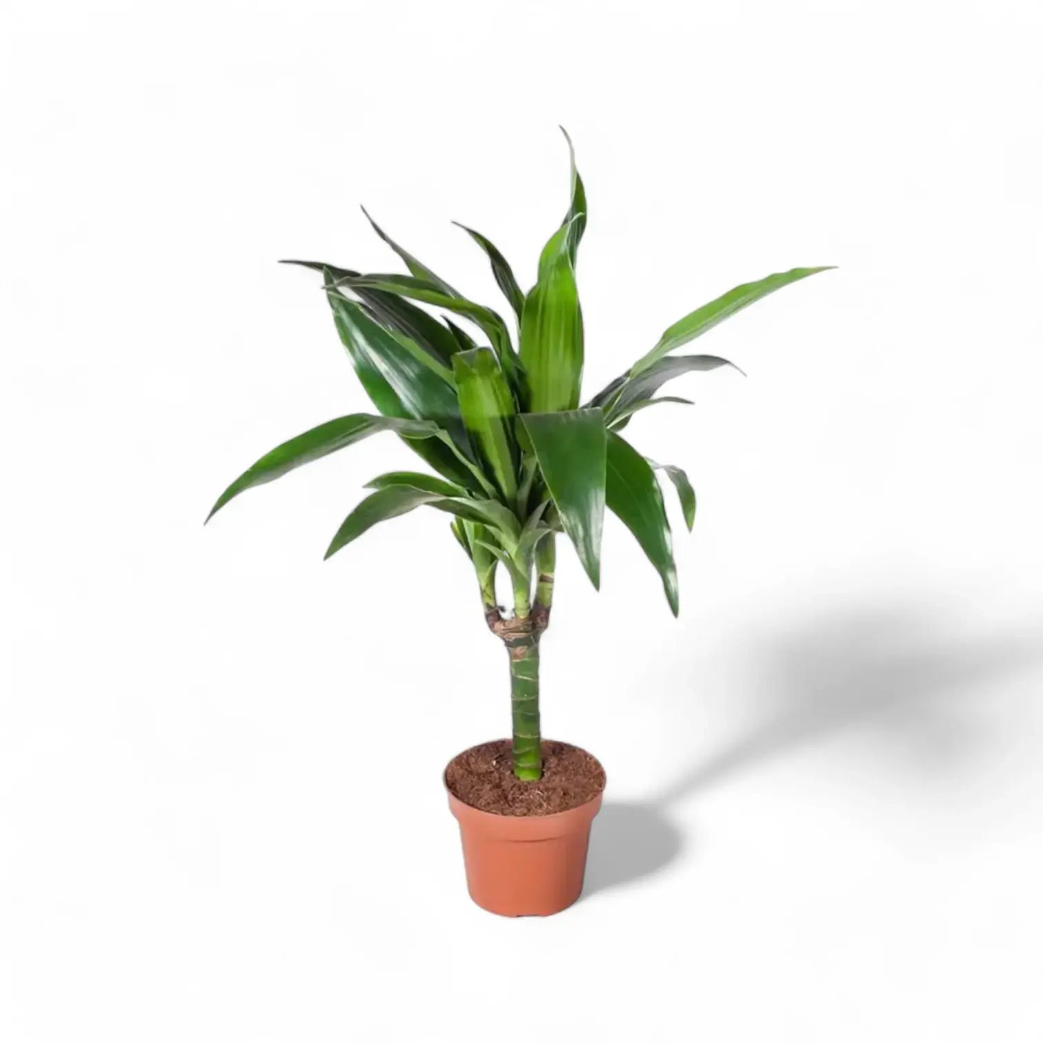 Dracaena fragrans 'Janet Craig' – Topfpflanze im Kulturtopf vor weißem Hintergrund, Produktfoto 4.