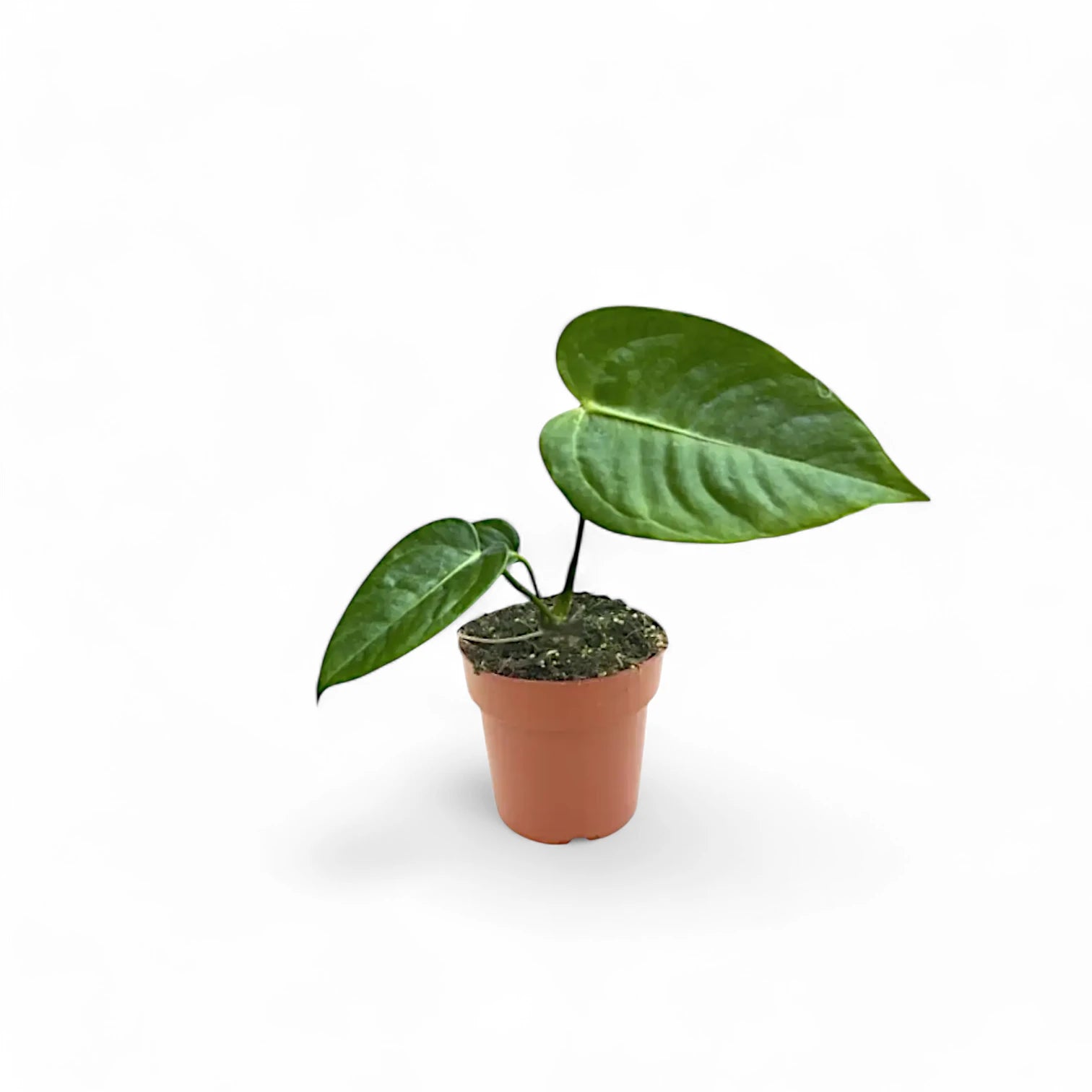 Anthurium veitchii potted houseplant in nursery pot on white background, product photo 7.