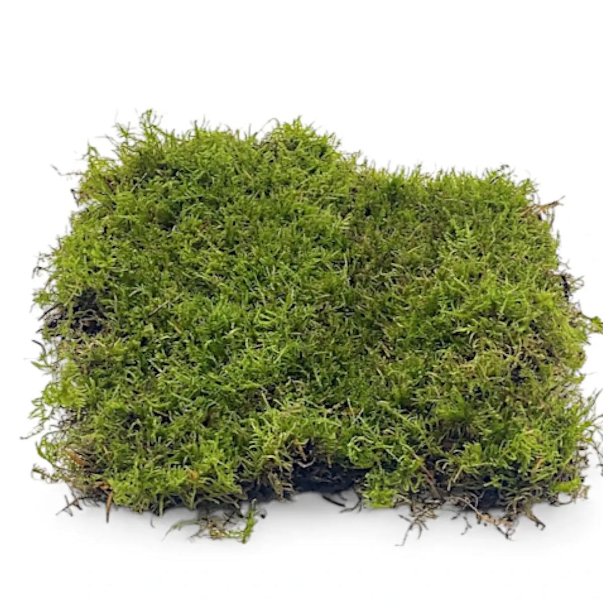 Live Sheet Moss leaf close-up on white background.