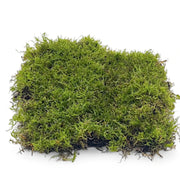 Live Sheet Moss leaf close-up on white background.