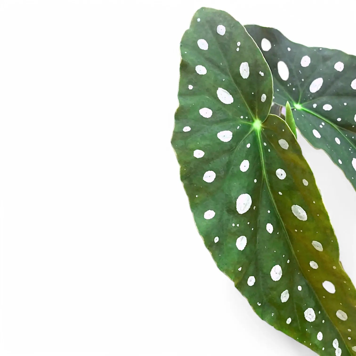 Begonia maculata 'Polka dot' – Zimmerpflanze im Kulturtopf auf weißem Hintergrund, Produktfoto 14.
