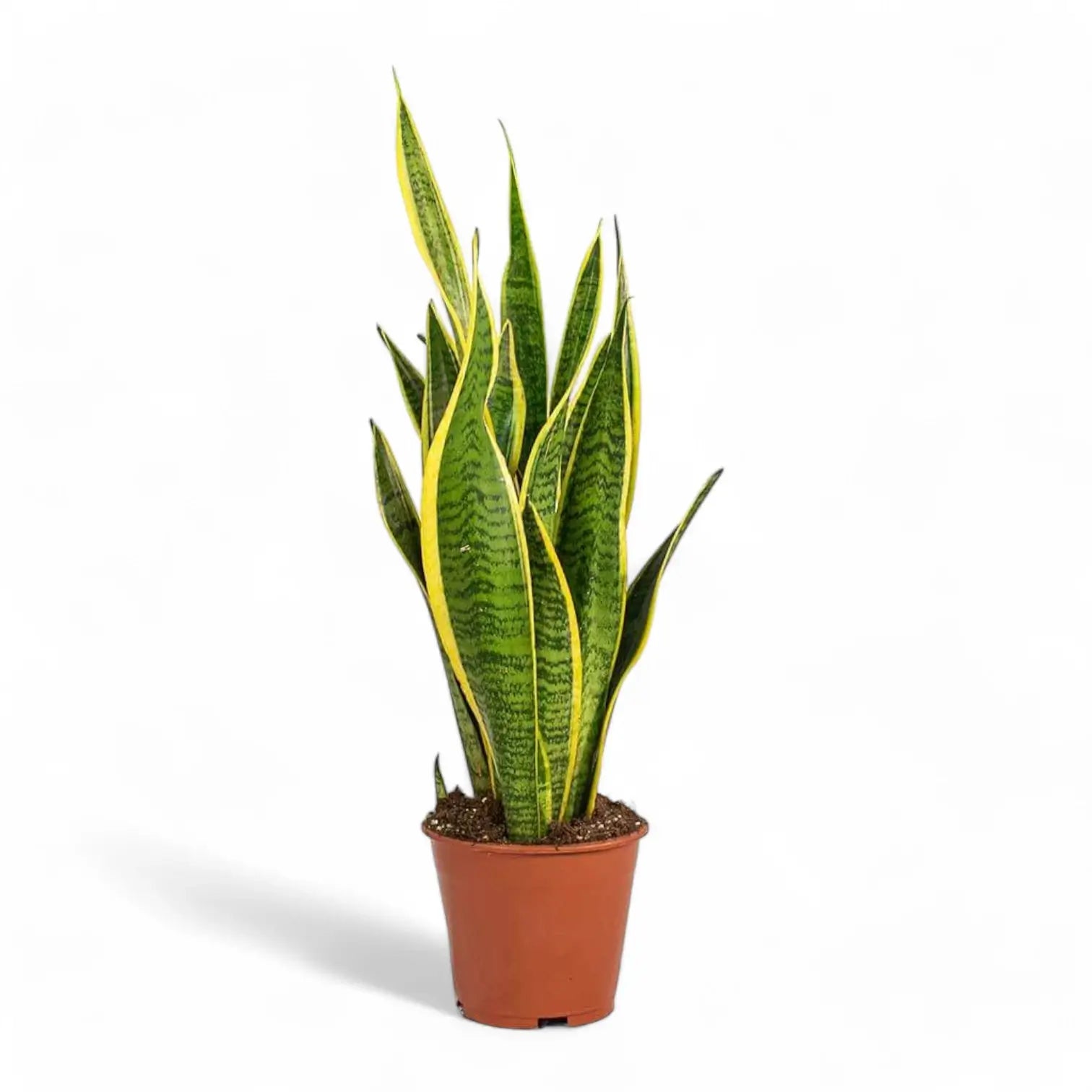 Dracaena (Sansevieria) trifasciata 'Laurentii' potted houseplant in nursery pot on white background, product photo 6.