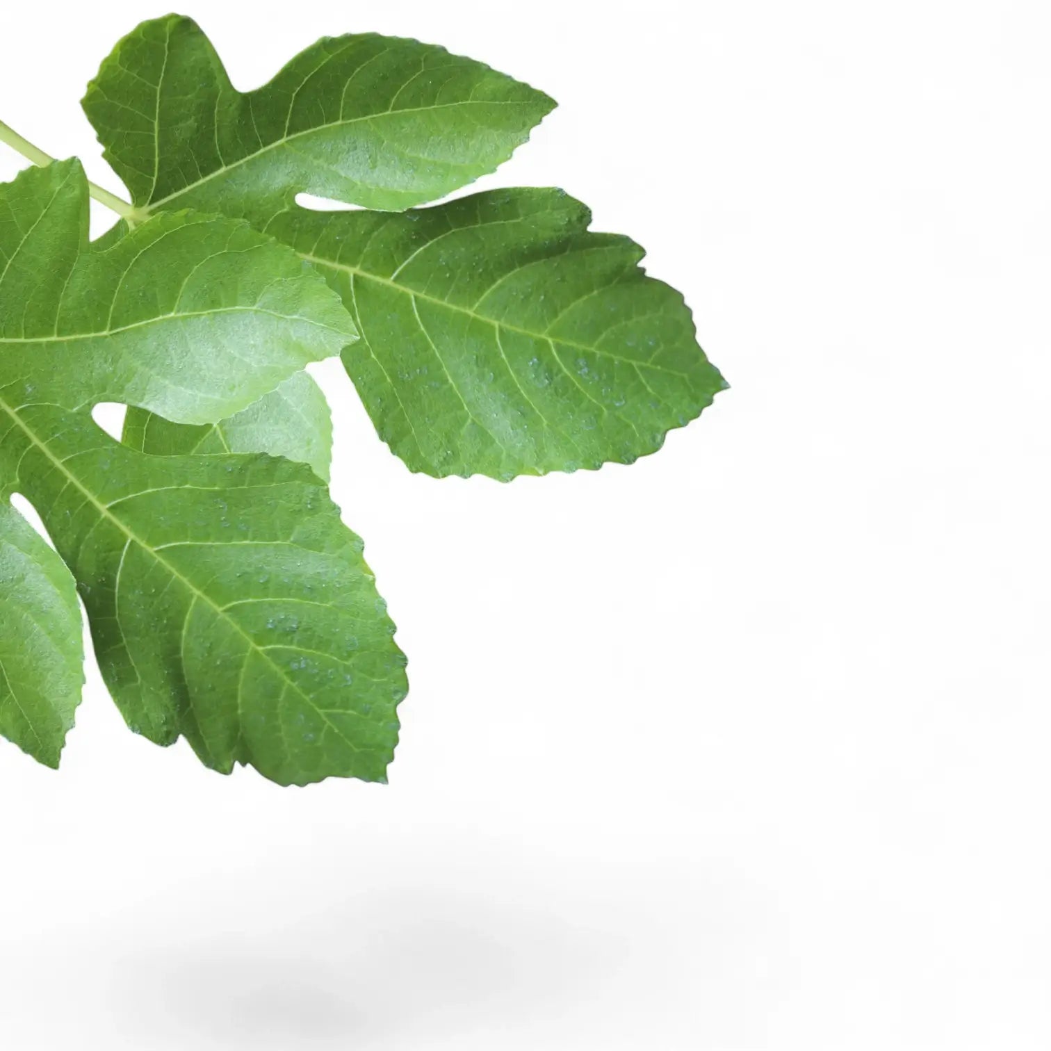 Nahaufnahme eines Blatts von Ficus carica vor weiĂźem Hintergrund.