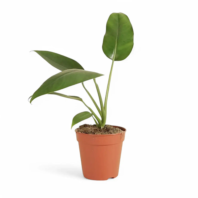 Epipremnum giganteum â Topfpflanze im Kulturtopf vor weiĂem Hintergrund, Produktfoto 2.