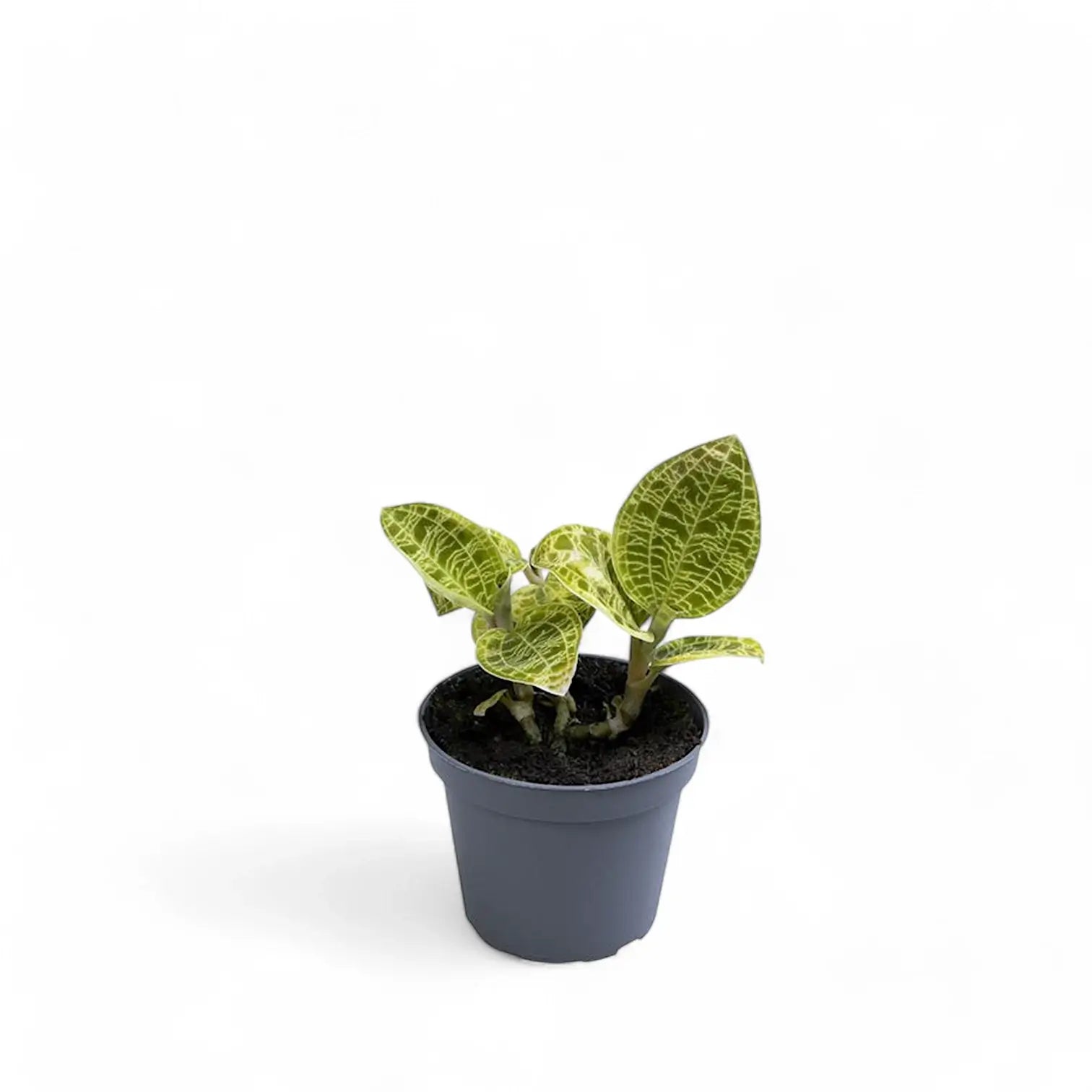 Macodes petola potted houseplant in nursery pot on white background, product photo 4.