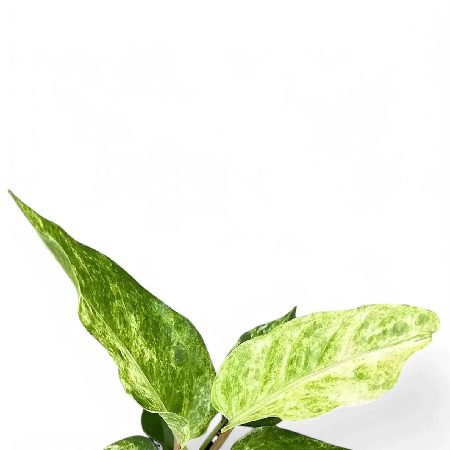 Nahaufnahme eines Blatts von Anthurium bonplandii variegata vor weiĂźem Hintergrund.