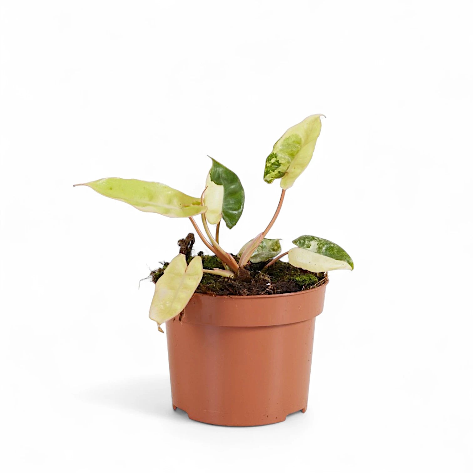 Philodendron billietiae variegata potted houseplant in nursery pot on white background, product photo 3.