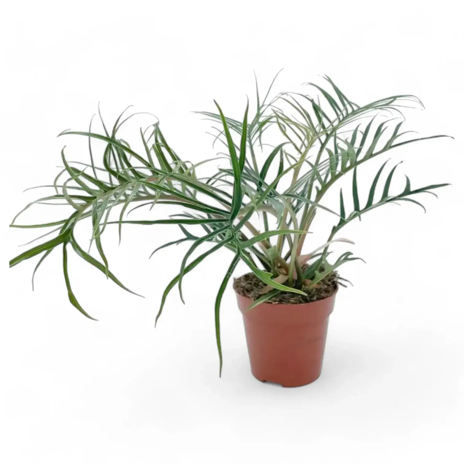 Philodendron tortum – Topfpflanze im Kulturtopf vor weißem Hintergrund, Produktfoto 10.