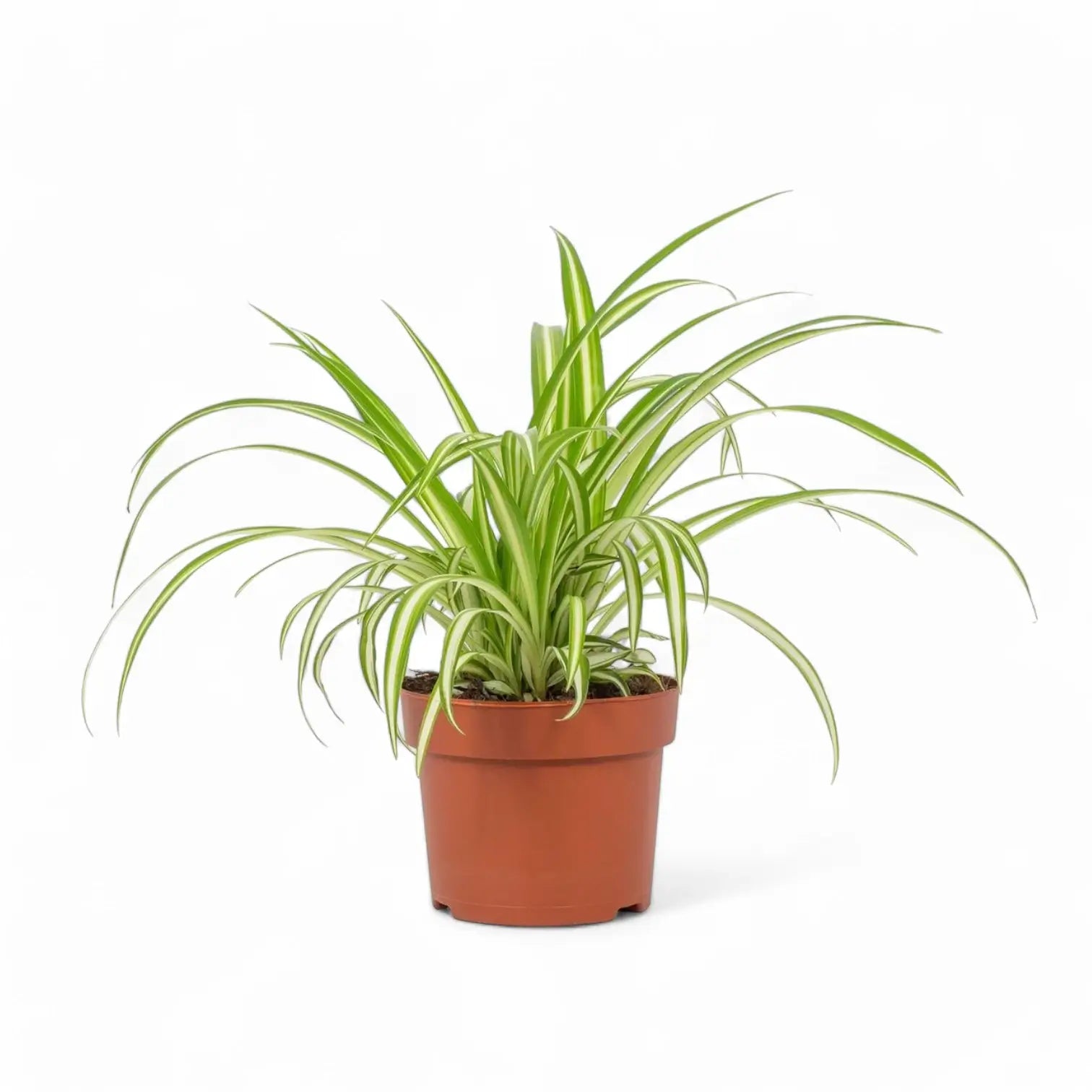 Chlorophytum comosum variegatum potted houseplant in nursery pot on white background, product photo 6.
