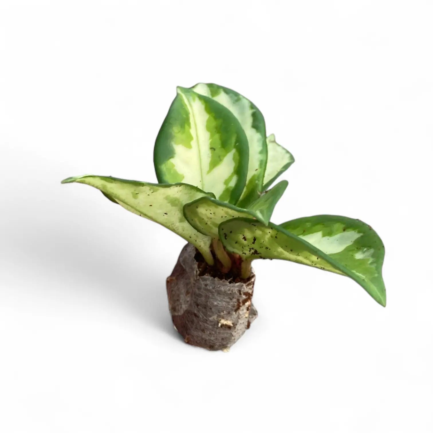 Hoya carnosa 'Tricolor' – Topfpflanze im Kulturtopf vor weißem Hintergrund, Produktfoto 5.