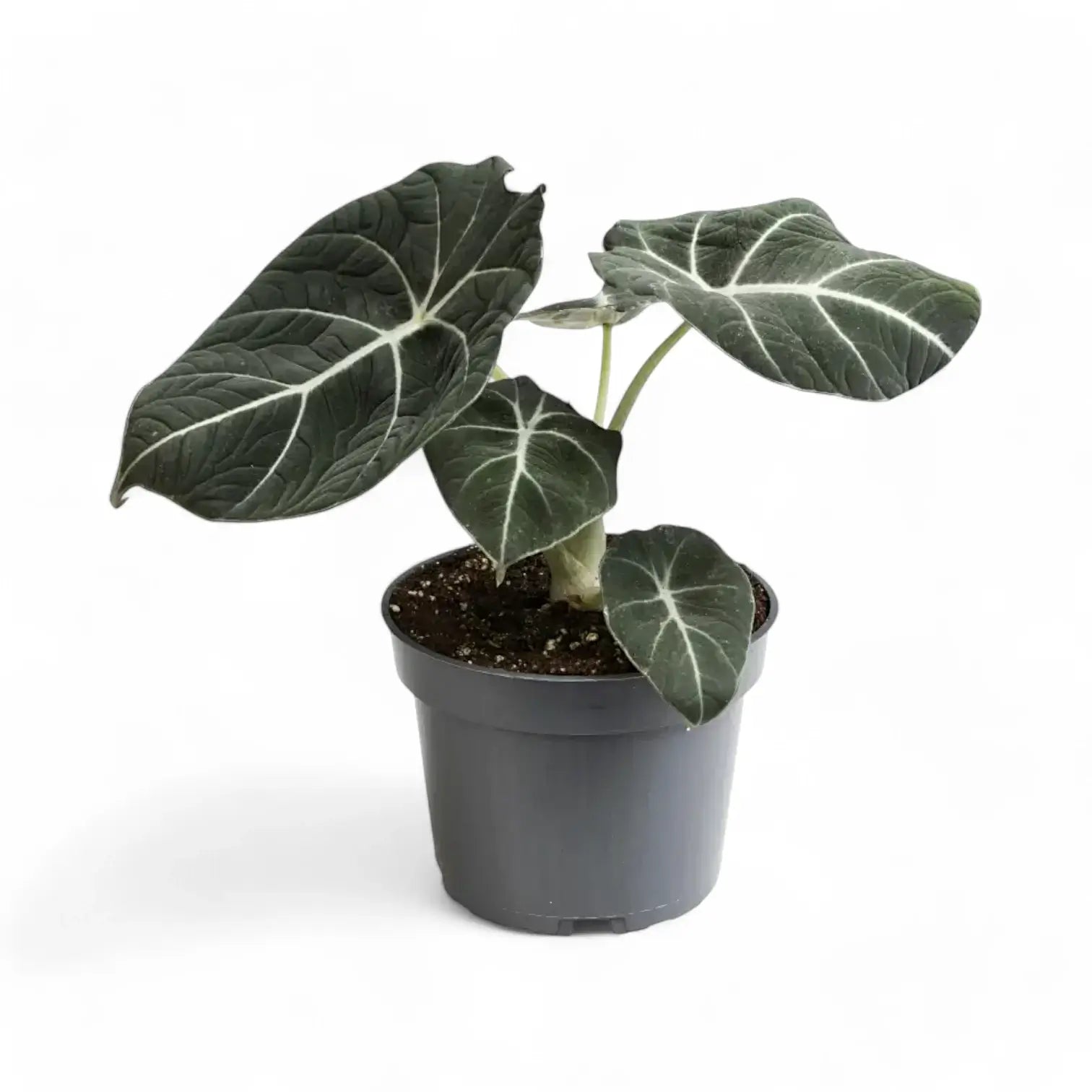 Alocasia reginula 'Black velvet' potted houseplant in nursery pot on white background, product photo 11.