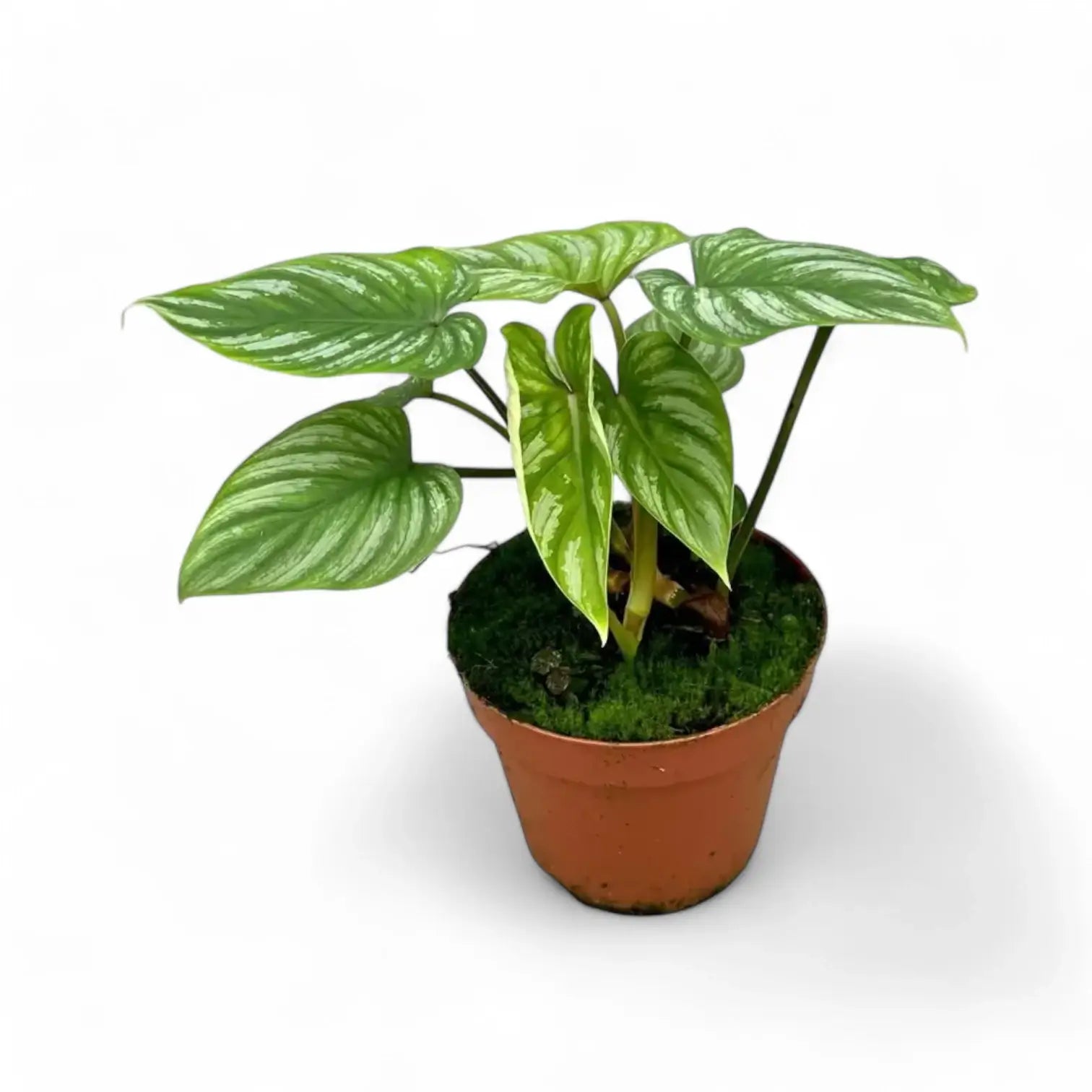 Philodendron mamei – Topfpflanze im Kulturtopf vor weißem Hintergrund, Produktfoto 5.