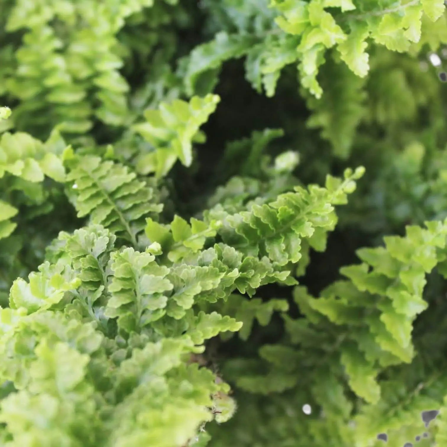 Nephrolepis exaltata 'Vitale' – Zimmerpflanze im Kulturtopf auf weißem Hintergrund, Produktfoto 4.