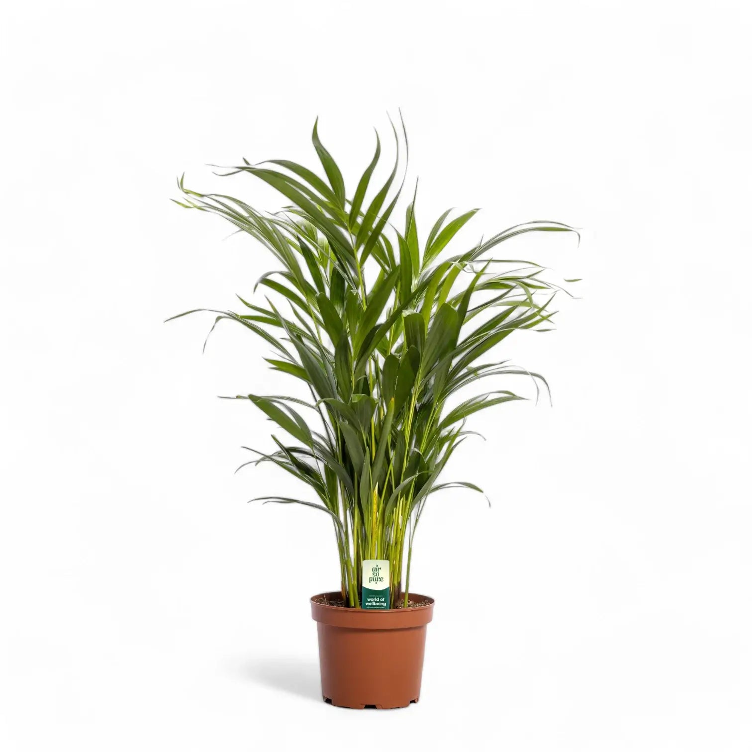 Dypsis lutescens potted houseplant in nursery pot on white background, product photo 12.