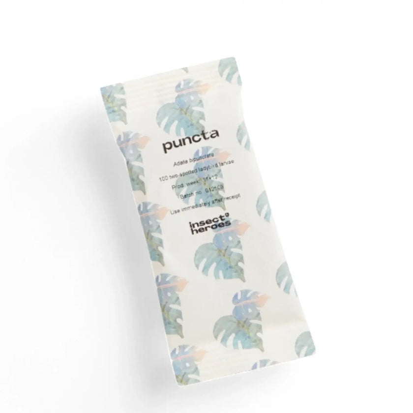 Adalia bipunctata - against Aphids on white background, product photo 2.