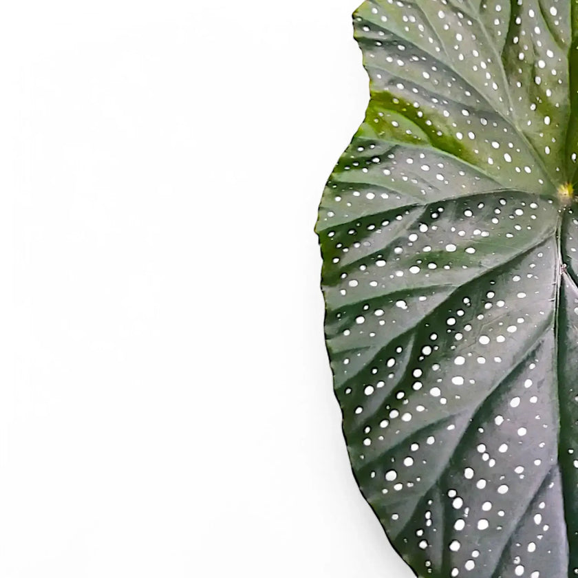 Begonia corallina 'Wings' (Begonia corallina 'Lucerna') leaf close-up on white background.