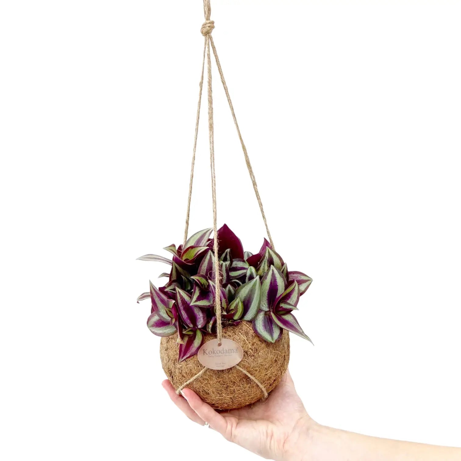 Tradescantia zebrina âViolet Hillâ in Kokodama potted houseplant in nursery pot on white background, product photo 2.