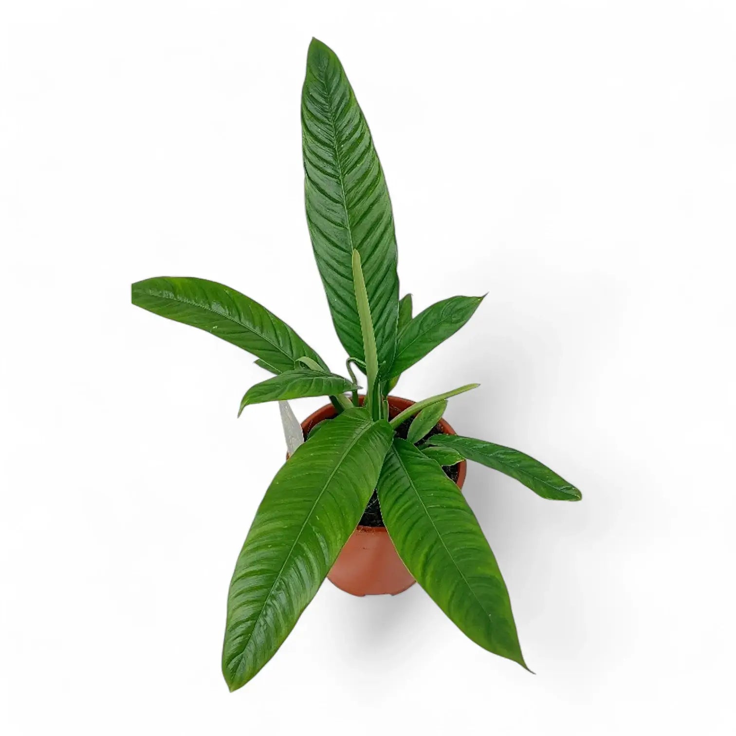 Philodendron campii 'Lynette' potted houseplant in nursery pot on white background, product photo 4.