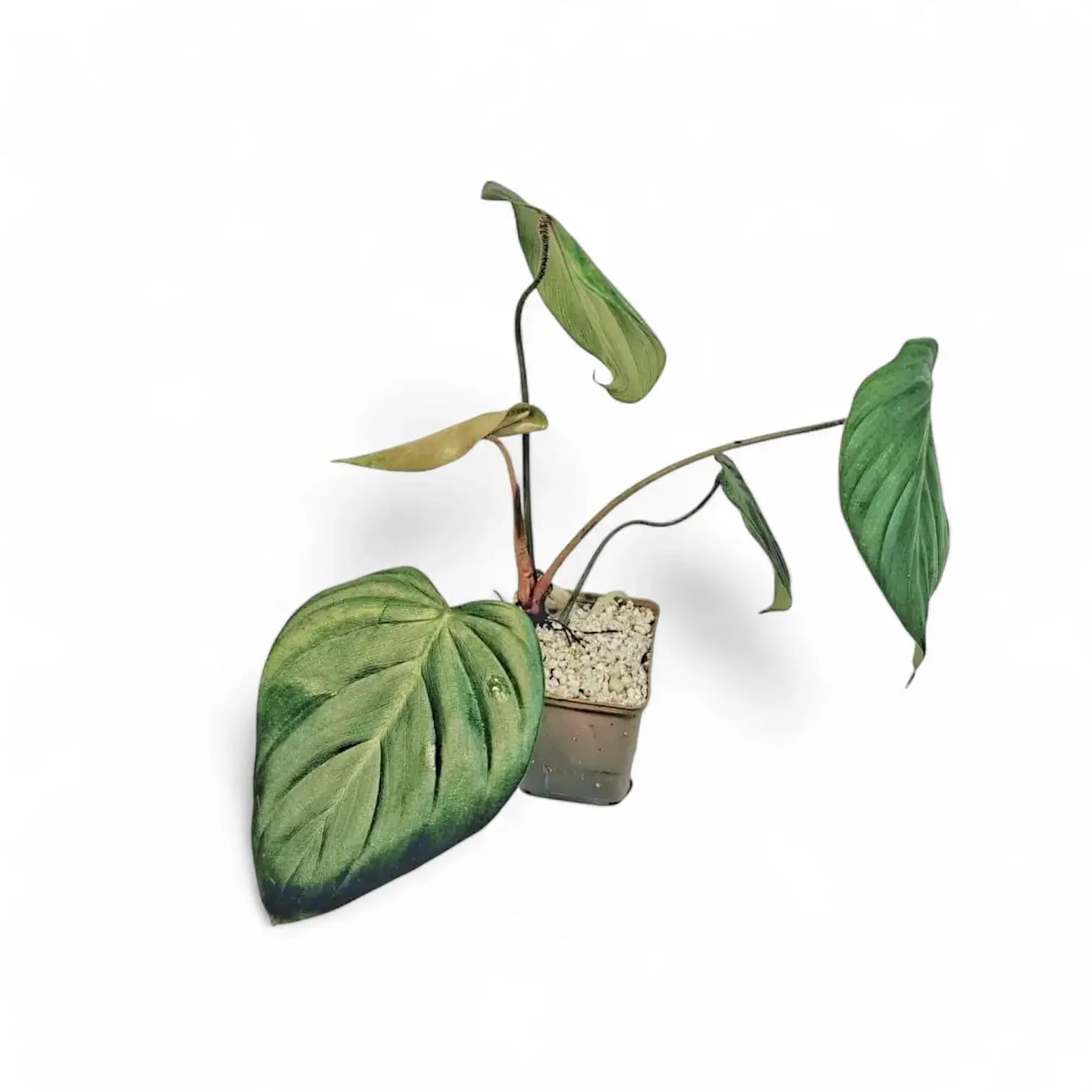 Philodendron nangaritense – Topfpflanze im Kulturtopf vor weißem Hintergrund, Produktfoto 4.