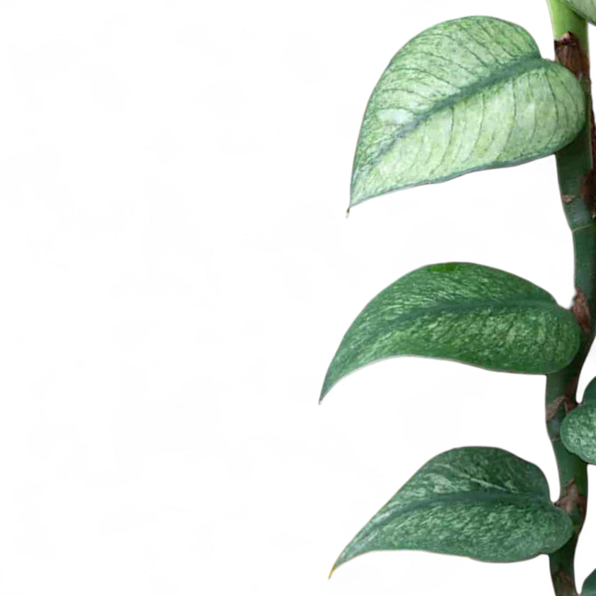 Nahaufnahme eines Blatts von Rhaphidophora hongkongensis 'Mint' vor weißem Hintergrund.