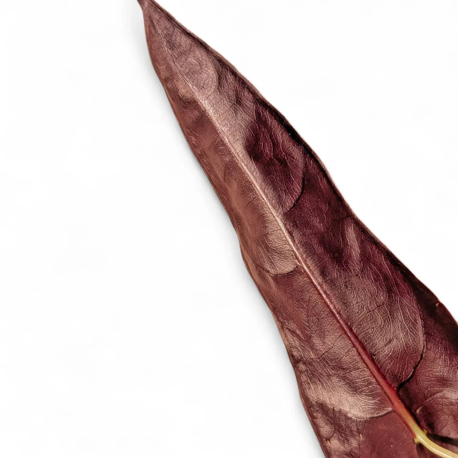 Alocasia longiloba 'Purple' potted houseplant in nursery pot on white background, product photo 9.