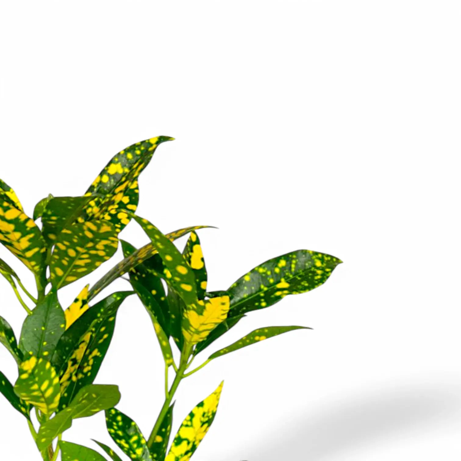 Codiaeum variegatum 'Aucubaefolia' leaf close-up on white background.