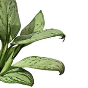 Nahaufnahme eines Blatts von Aglaonema 'Maria Christina' vor weißem Hintergrund.