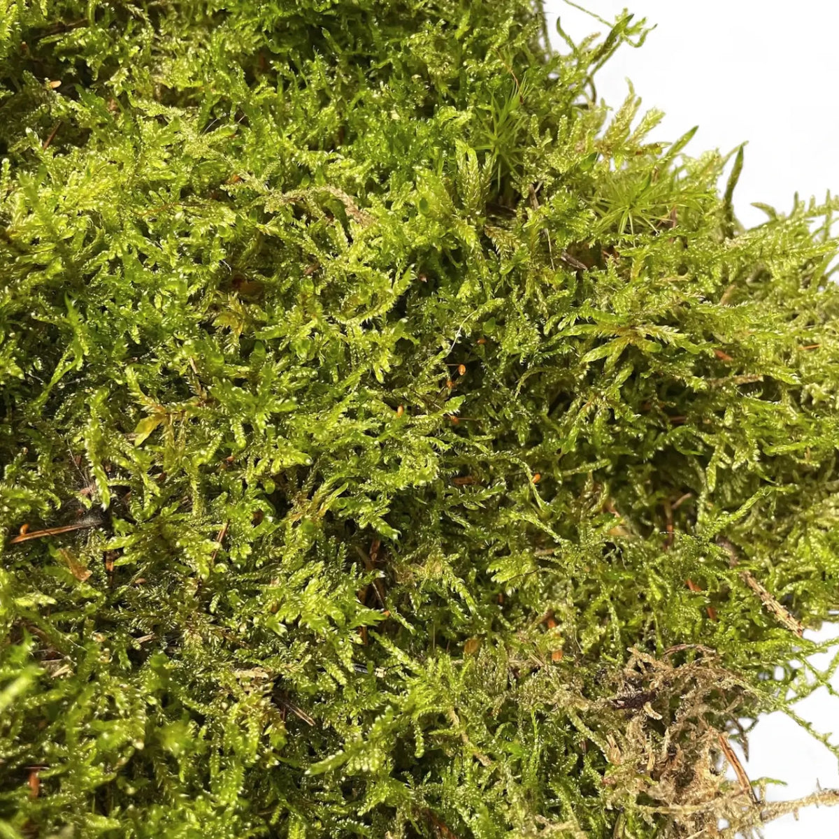 Live Sheet Moss potted houseplant in nursery pot on white background, product photo 3.