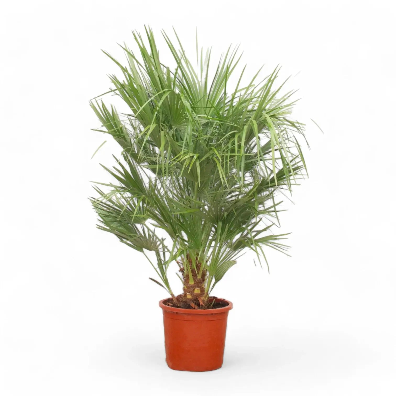 Chamaerops humilis potted houseplant in nursery pot on white background, product photo 9.