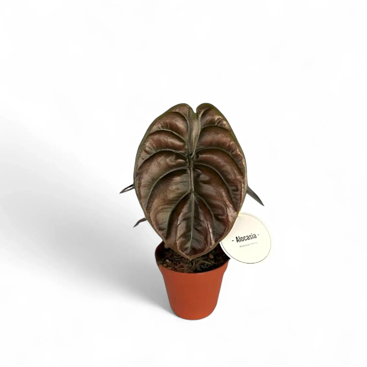 Alocasia cuprea 'Red secret' – Topfpflanze im Kulturtopf vor weißem Hintergrund, Produktfoto 12.