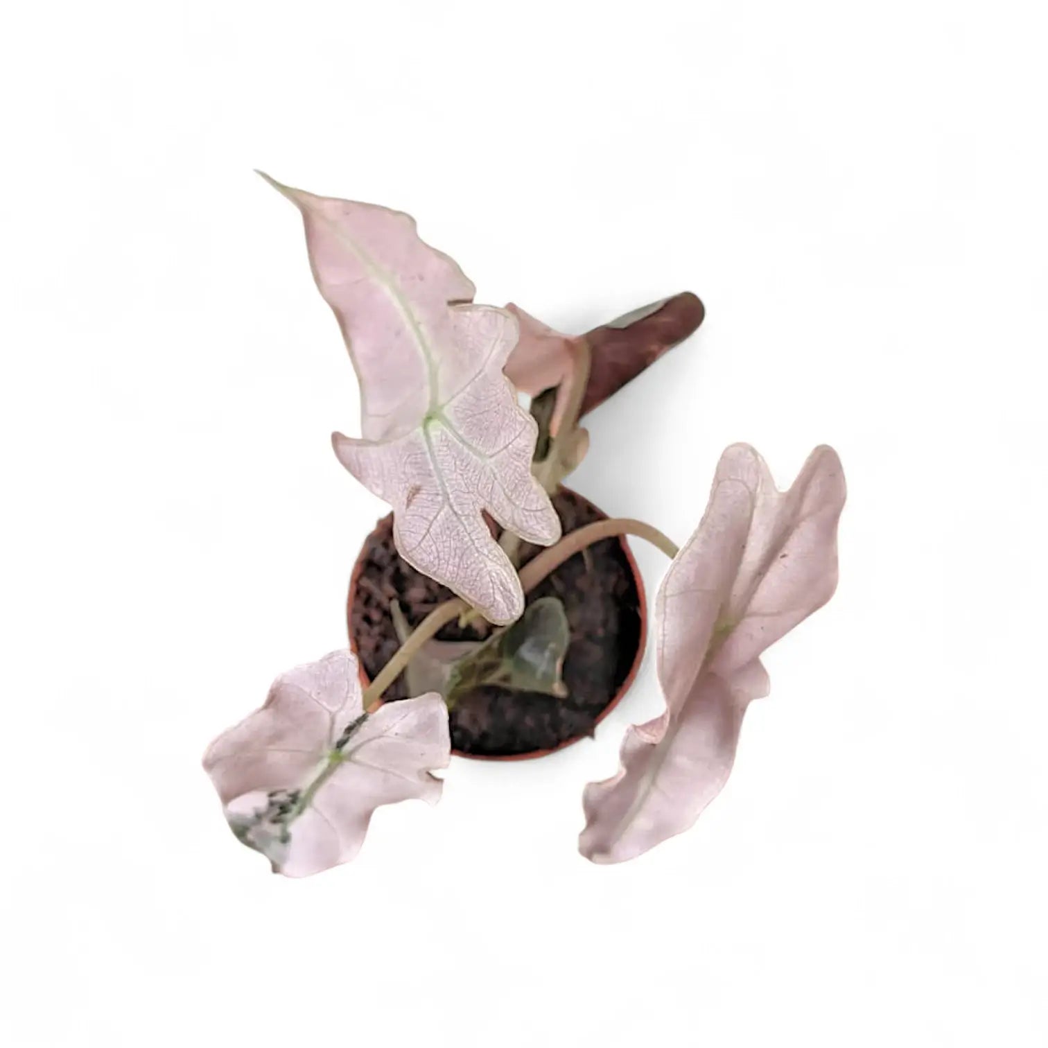Alocasia 'Polly' Albo/ Pink Variegata – Zimmerpflanze im Kulturtopf auf weißem Hintergrund, Produktfoto 9.