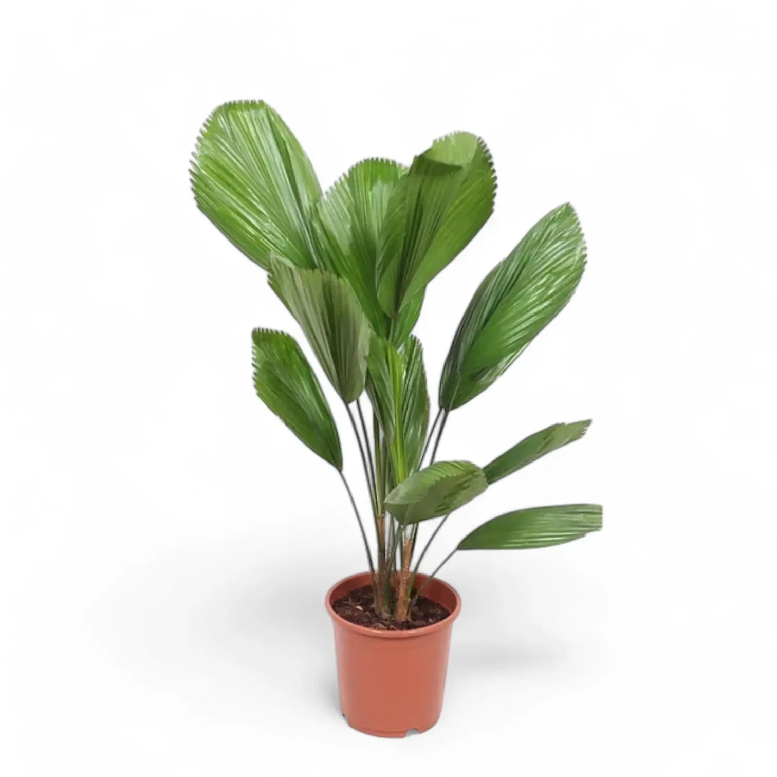 Licuala grandis – Zimmerpflanze im Kulturtopf auf weißem Hintergrund, Produktfoto 4.