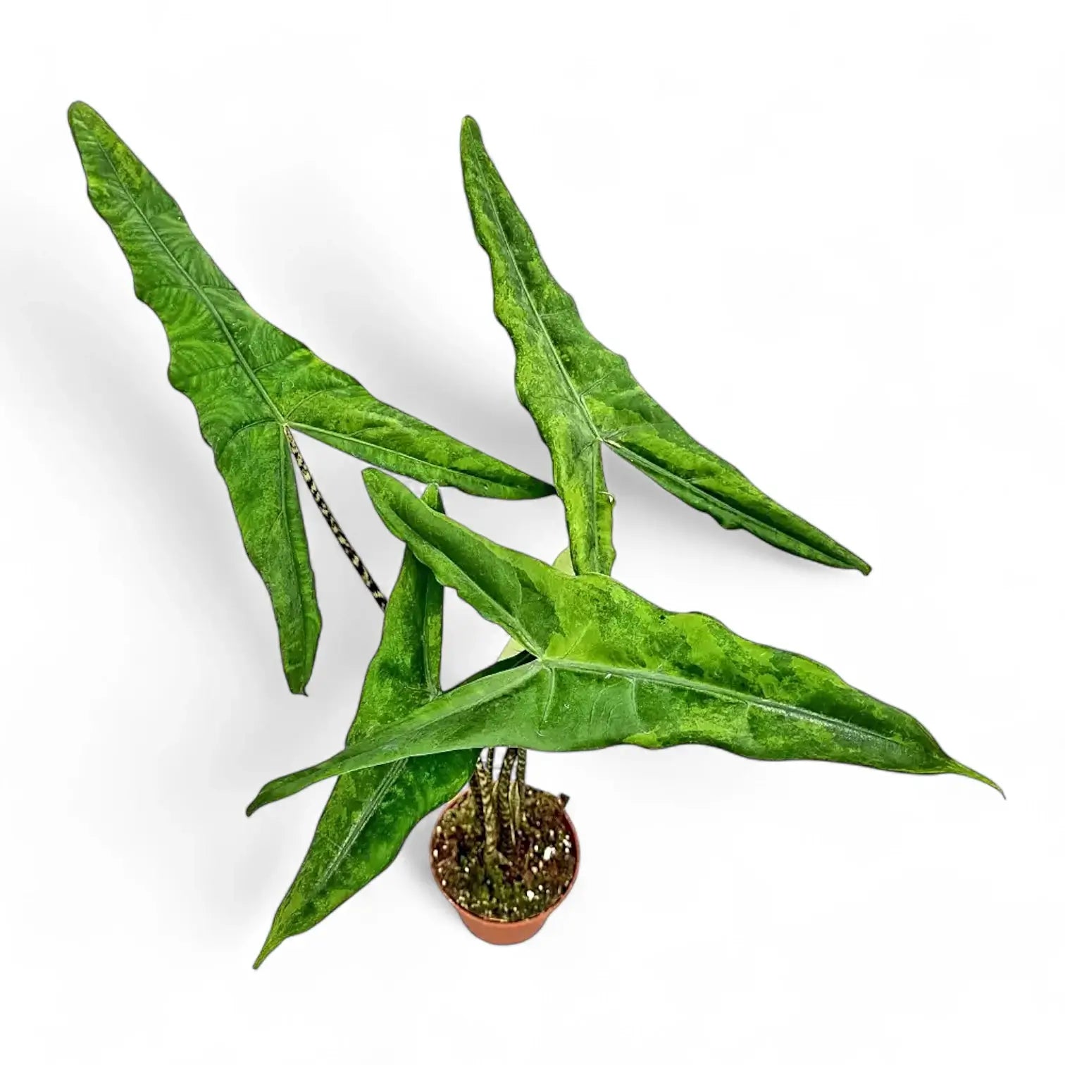 Alocasia zebrina ‘Tigrina Superba’ potted houseplant in nursery pot on white background, product photo 4.