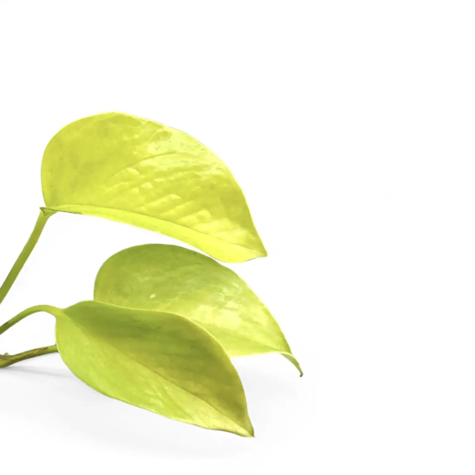Nahaufnahme von Epipremnum aureum 'Neon' ('Neon Pothos', 'Golden Pothos') vor weiĂźem Hintergrund.