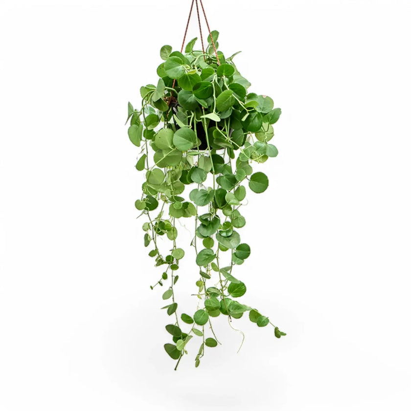Cissus rotundifolia potted houseplant in nursery pot on white background, product photo 2.