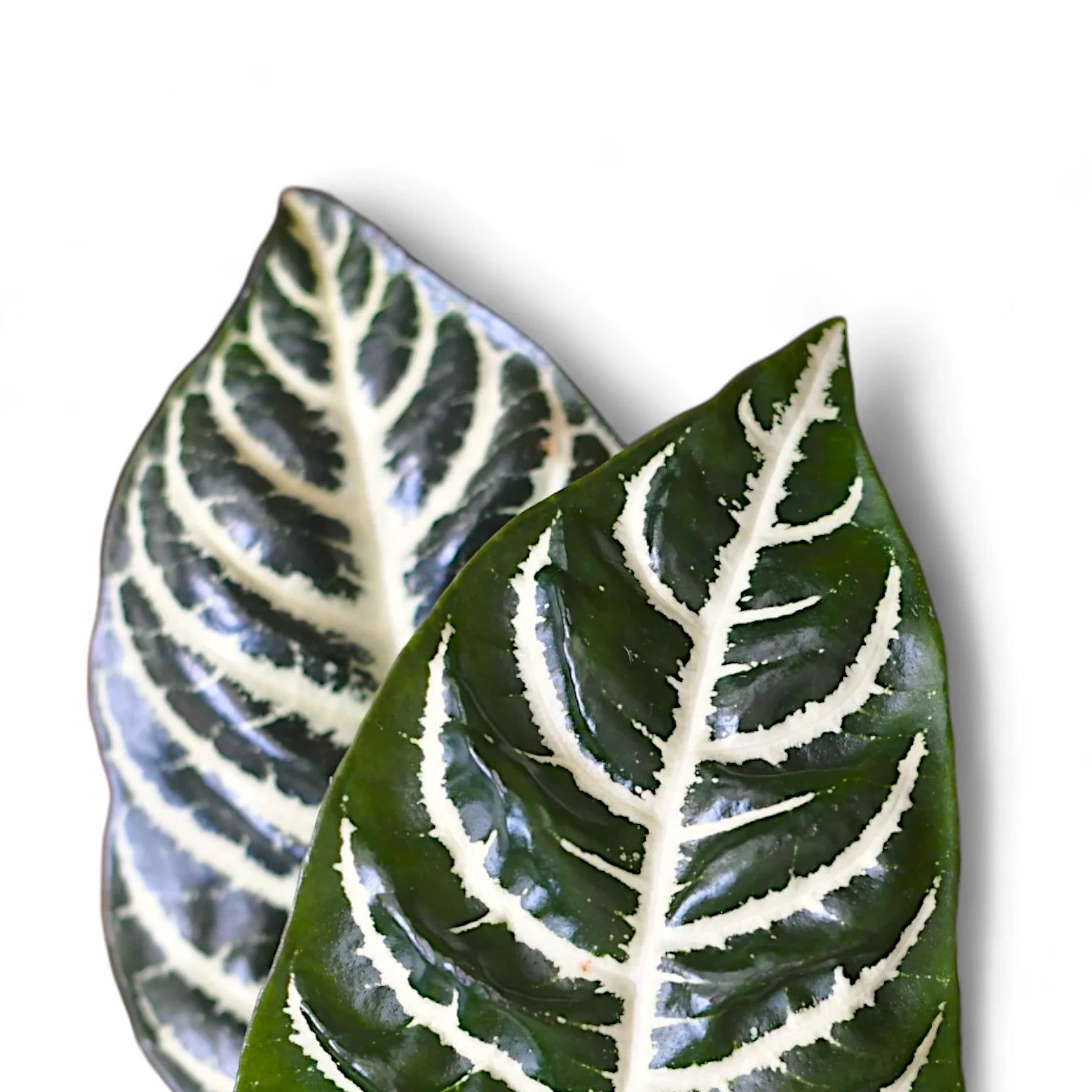 Nahaufnahme eines Blatts von Aphelandra squarrosa vor weiĂźem Hintergrund.