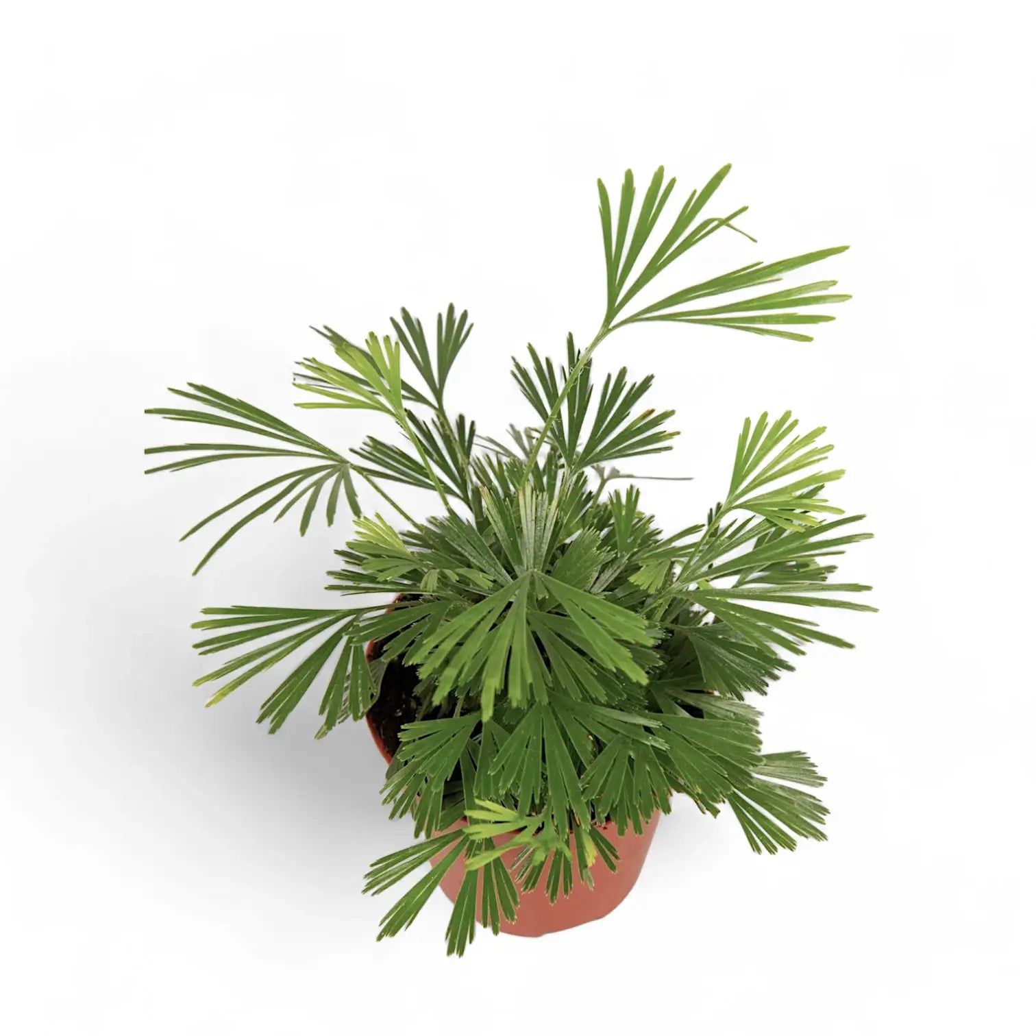 Actiniopteris australis – Zimmerpflanze im Kulturtopf auf weißem Hintergrund, Produktfoto 3.