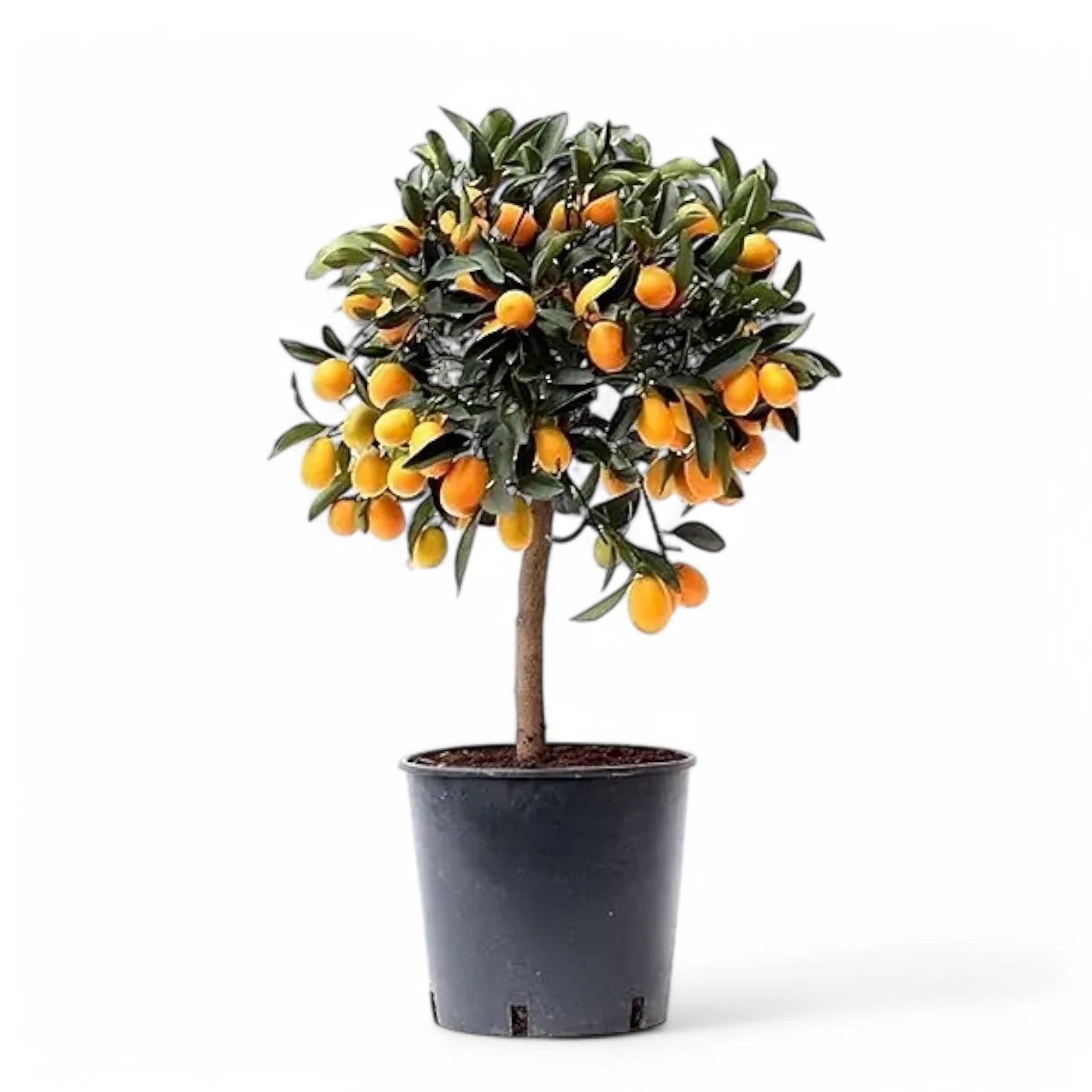 Citrus japonica 'Kumquat' – Zimmerpflanze im Kulturtopf auf weißem Hintergrund, Produktfoto 4.