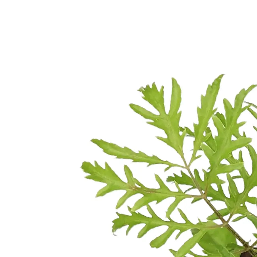 Nahaufnahme eines Blatts von Polyscias filicifolia vor weißem Hintergrund.